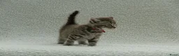 British Shorthair cats for sale: Gccf registered British Shorthair silver tabby's  - Advert 17