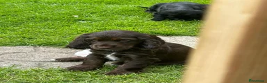Cocker Spaniel Puppy 8