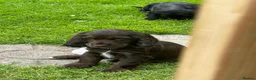 Cocker Spaniel dogs for sale: Show type Cocker Spaniel puppies, both sexes - Advert 7