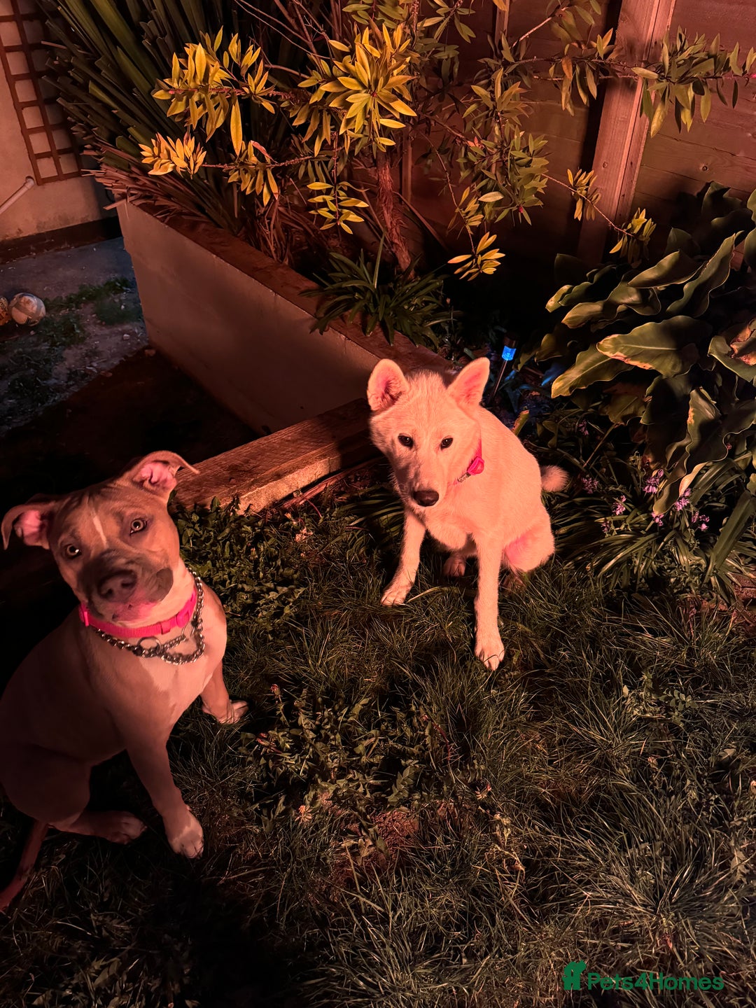 Mixed Breed dogs for sale: Snowy - Image 19