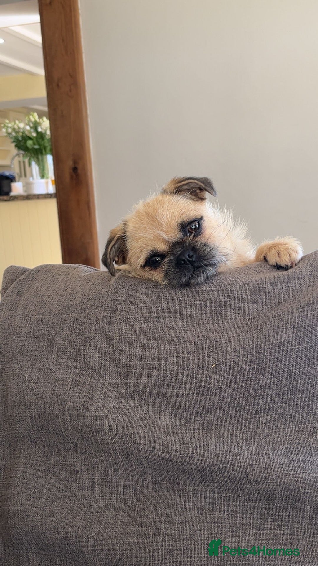 Mixed Breed dogs Chihuahua x Pomeranian  - Advert 1