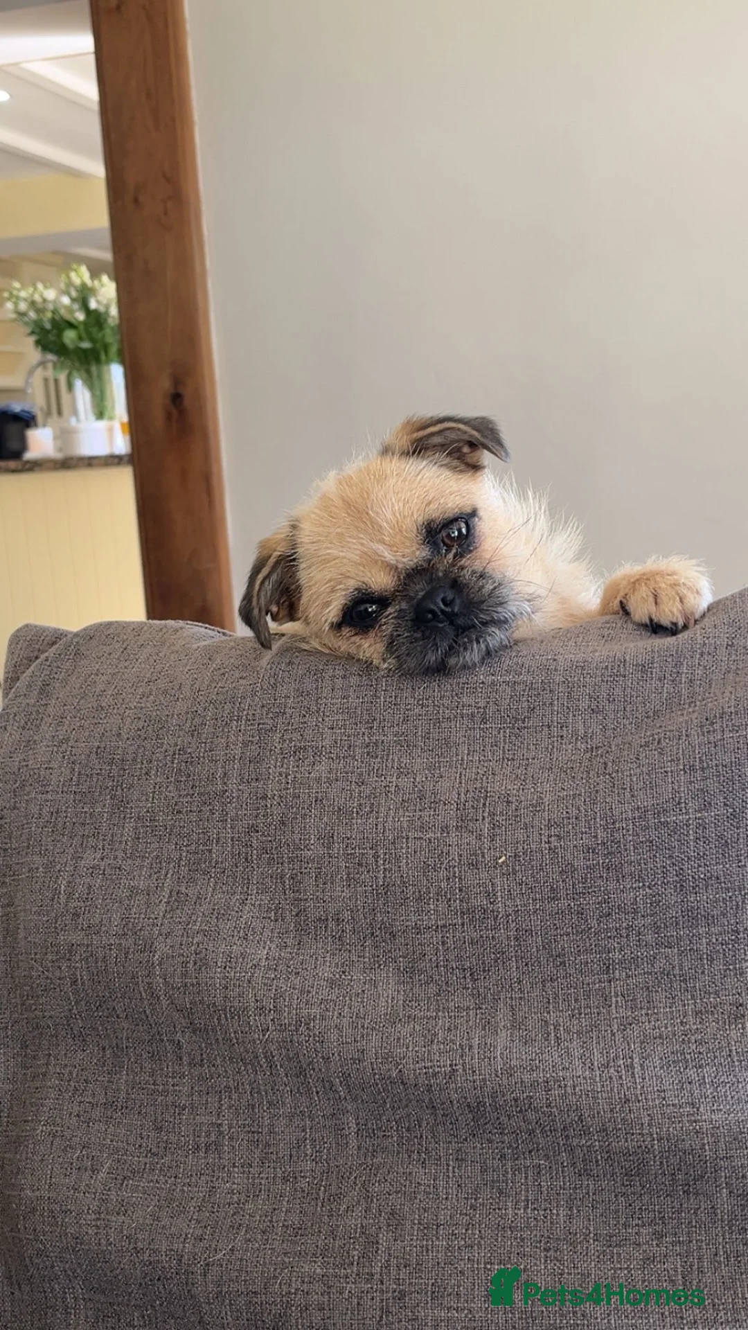 Mixed Breed dogs for sale: Chihuahua x Pomeranian  in Rotherham - Advert 1