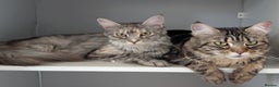 Maine Coon cats for sale: 2x Tica Maine coon sisters  - Advert 2