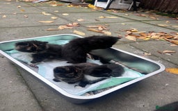 British Shorthair cats for sale: Cat and her kittens - Image 2