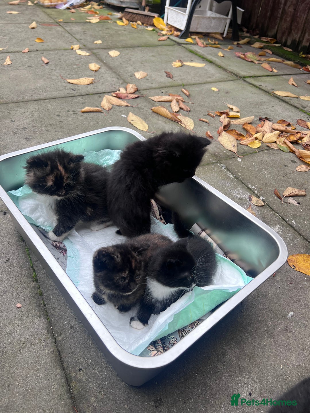 British Shorthair cats for sale: Cat and her kittens - Image 2