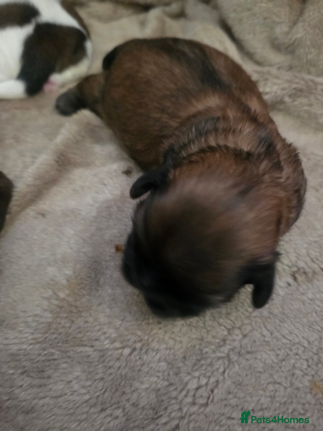 Shih Tzu dogs for sale: Shizu Tzu puppies - Advert 13