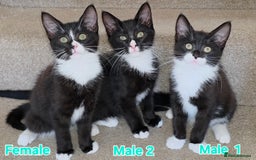 Mixed Breed cats for sale: 4 Maine Coon X Kittens Still Available!! - Image 5