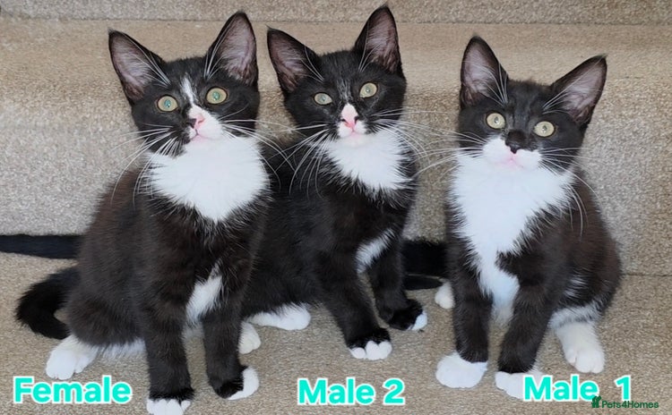 Mixed Breed cats - Advert 7