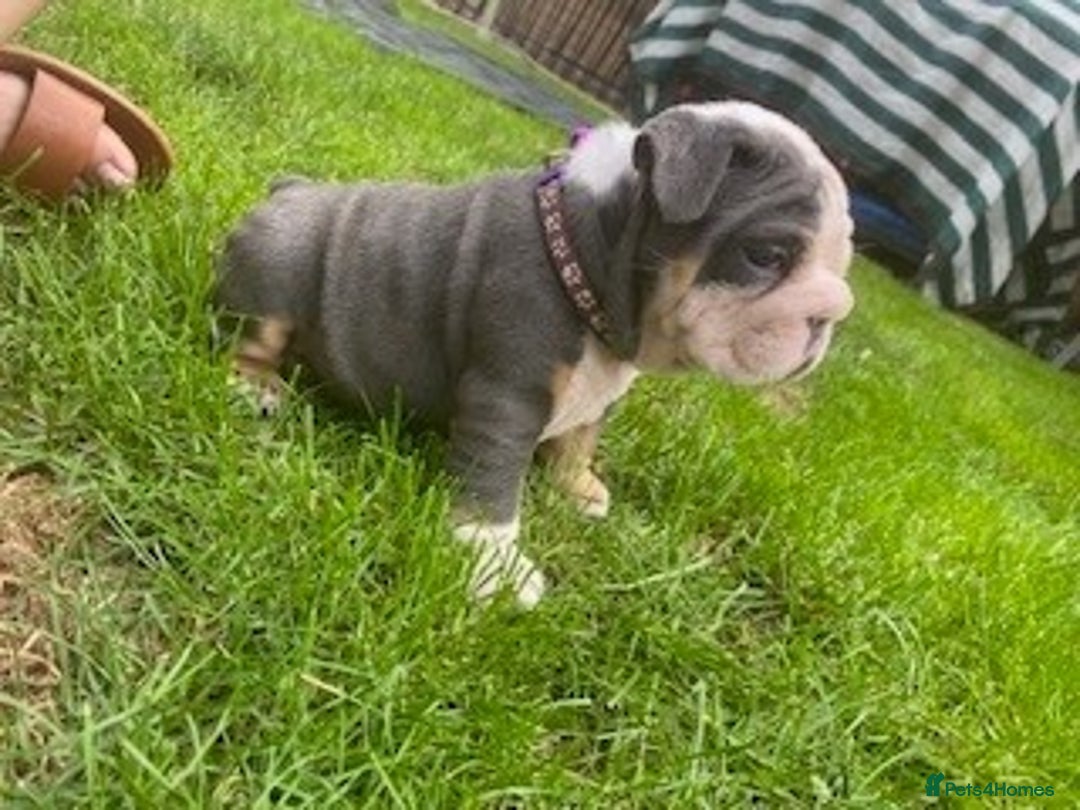English Bulldog dogs for sale: *REDUCED* English Bulldog Puppies - Image 12