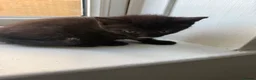 British Longhair cats for sale: Beautiful longhair kittens for SALE! - Advert 31