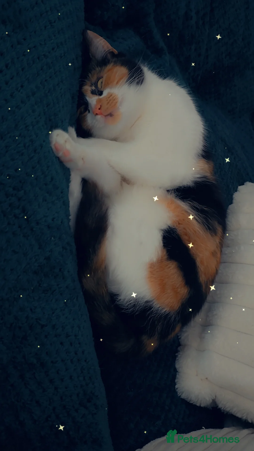 Mixed Breed cats for sale: Female tortoise shell cat  in Telford - Advert 2