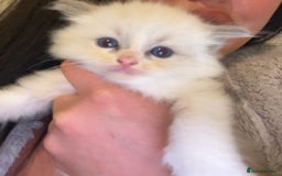 Ragdoll cats for stud: TICA RAGDOLL STUD CAT FOR SALE GRAND EUR CHAMP BL! - Image 9