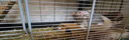 Rat rodents for sale: 5 male rats with large Savic Cage in York - Advert 4