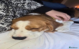 Mixed Breed dogs for sale: Beagle bocker puppy - Image 1
