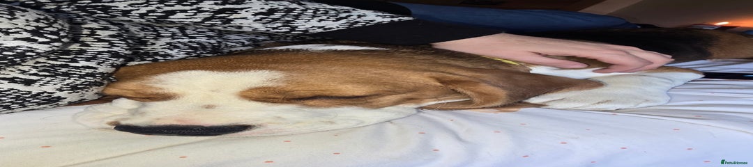 Mixed Breed Puppy 1
