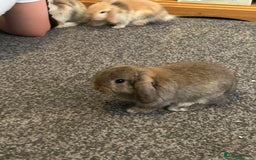 Mini Lop rabbits for sale: Three baby mini lop bunnies  - Image 2