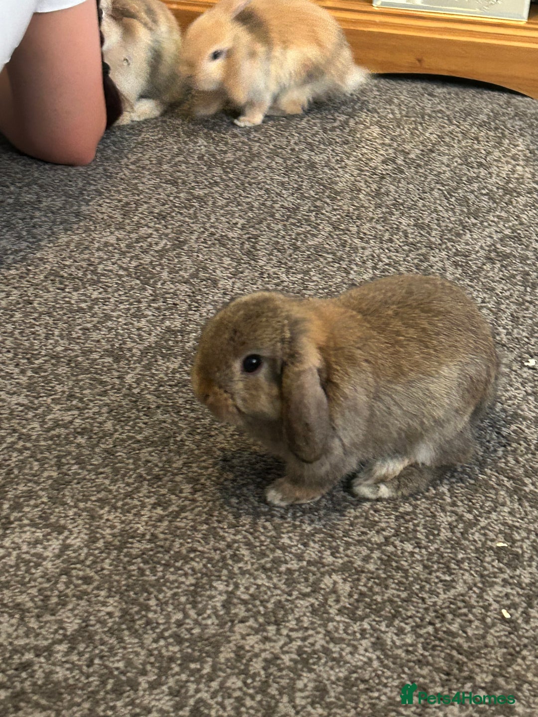 Mini Lop rabbits for sale: Three baby mini lop bunnies  - Image 2