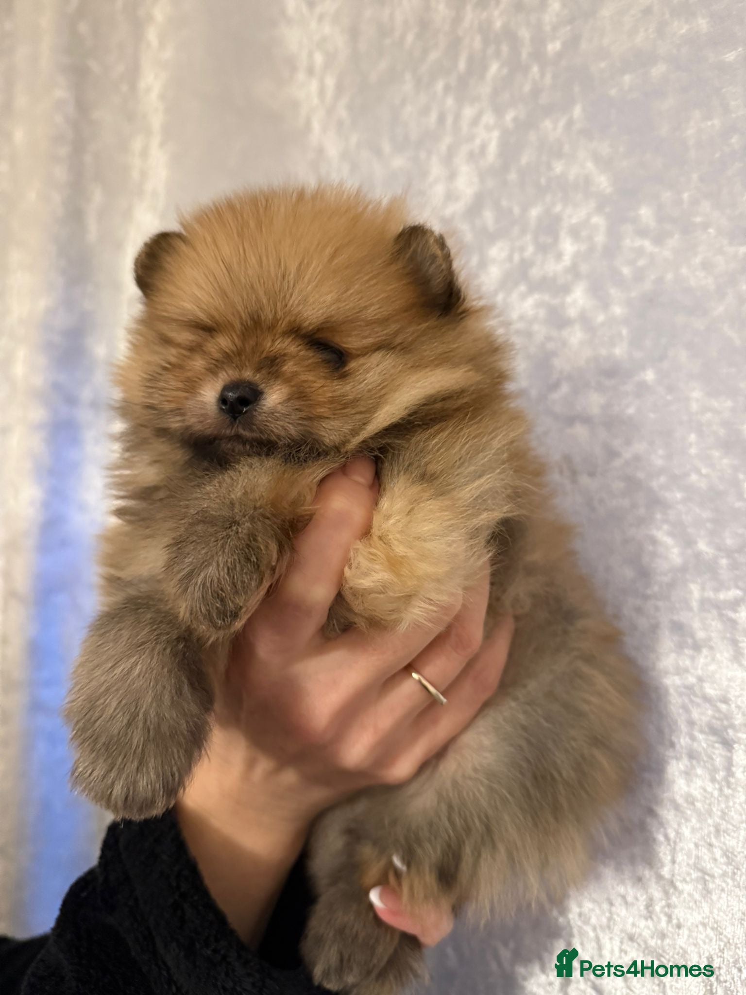 Pomeranian dogs Pomeranian puppies for sale .  - Advert 16