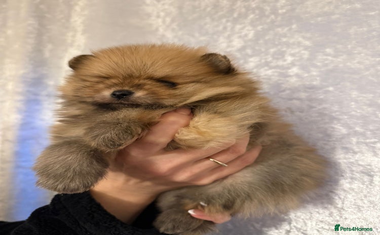 Pomeranian dogs Pomeranian puppies for sale .  - Advert 4
