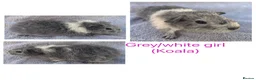 Guinea Pig rodents for sale: Baby guinea pigs  - Advert 4