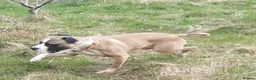 Mixed Breed dogs for sale: Buster - Advert 8