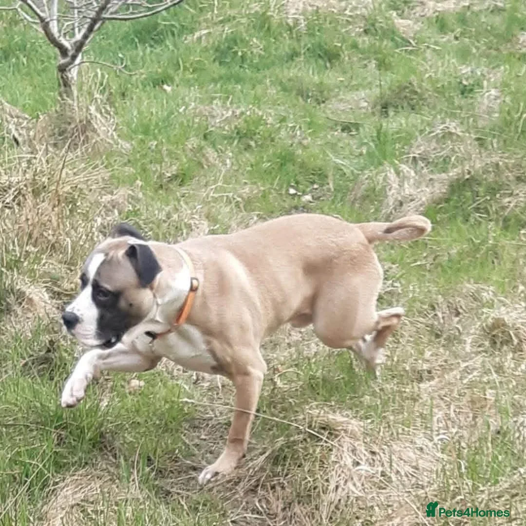 Mixed Breed dogs for sale: Buster - Advert 8