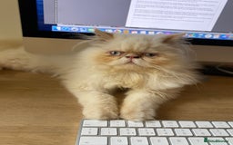 Persian cats for sale: Persian Cream Point Male  - Image 9