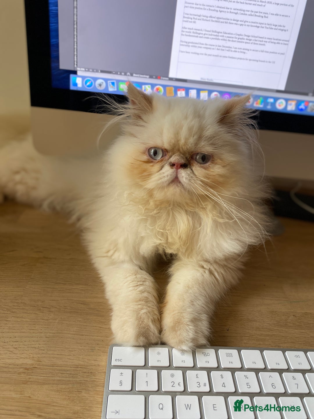 Persian cats for sale: Persian Cream Point Male  - Image 9