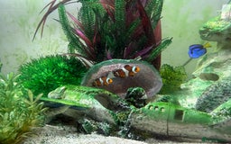 Other/Mixed Breed fish for sale: Marine fish and tank setup - Image 2