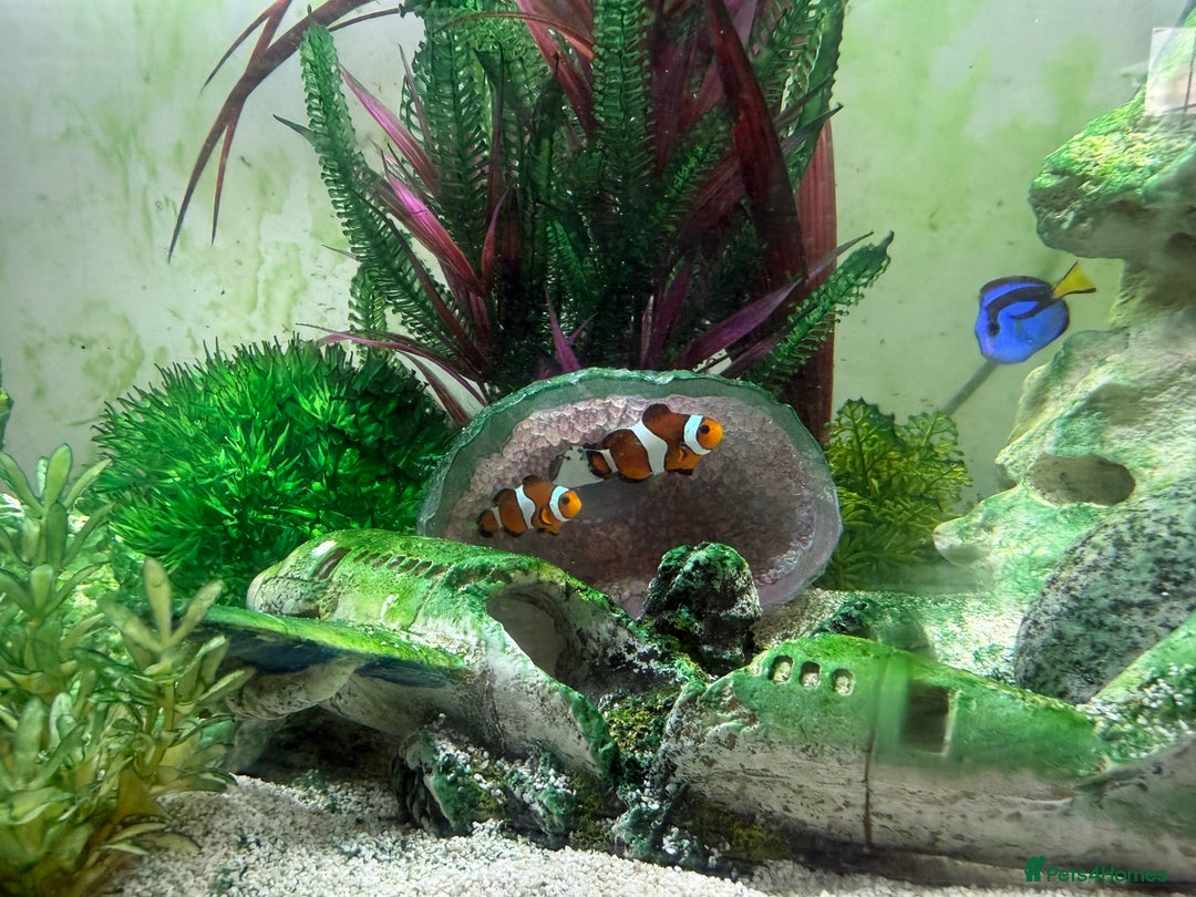 Other/Mixed Breed fish for sale: Marine fish and tank setup - Image 2
