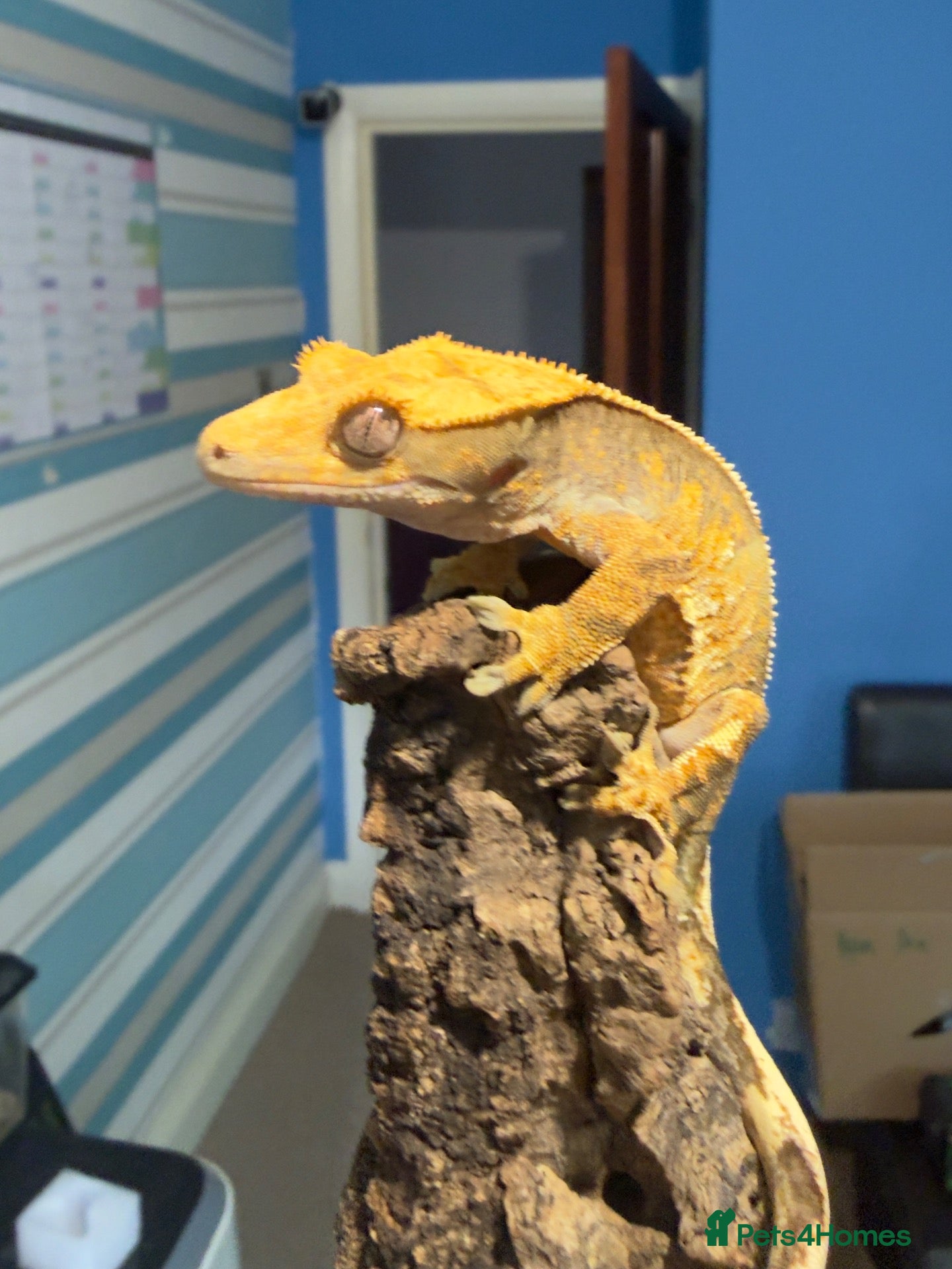 Gecko reptiles CRESTED GECKOS £80 each  - Advert 1