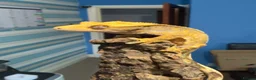 Gecko reptiles for sale: CRESTED GECKOS £80 each  - Advert 1