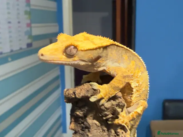 Gecko reptiles CRESTED GECKOS £80 each - Advert 1