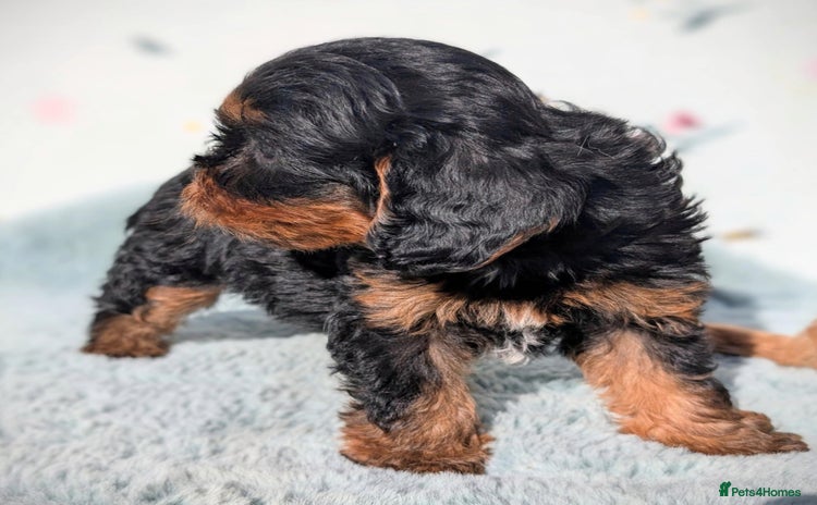 Cavapoo dogs - Advert 6