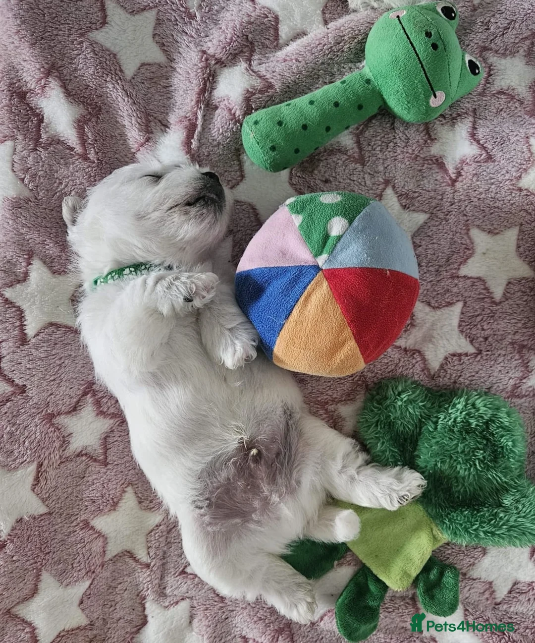 West Highland Terrier dogs for sale: Available now! - Advert 6