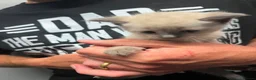 Mixed Breed cats for sale: Gorgeous kittens  in Bristol - Advert 5