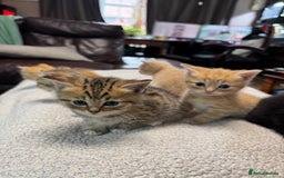 British Shorthair cats for sale: Stunning British Short Hair kittens for sale - Image 6