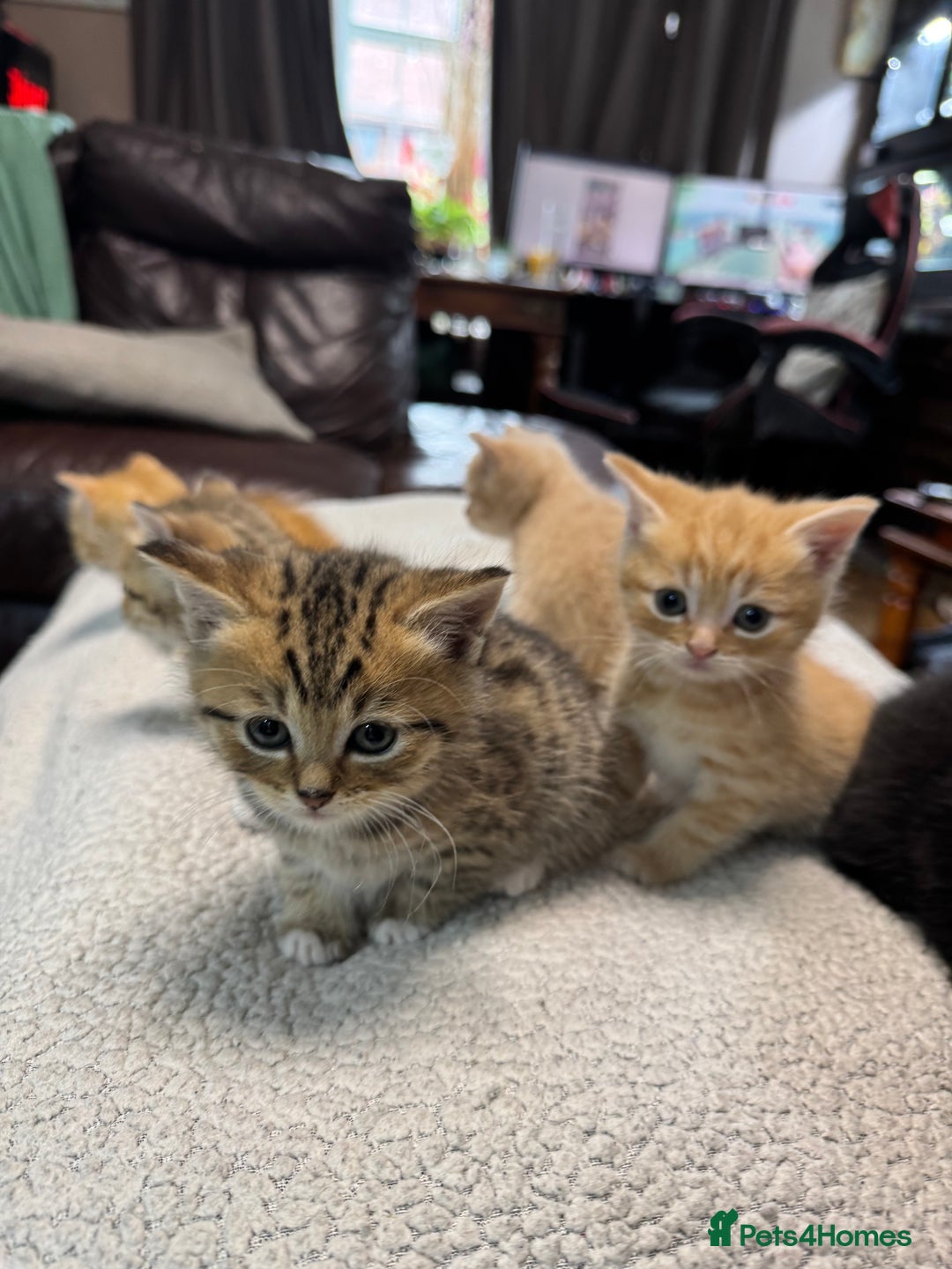 British Shorthair cats for sale: Stunning British Short Hair kittens for sale - Image 6