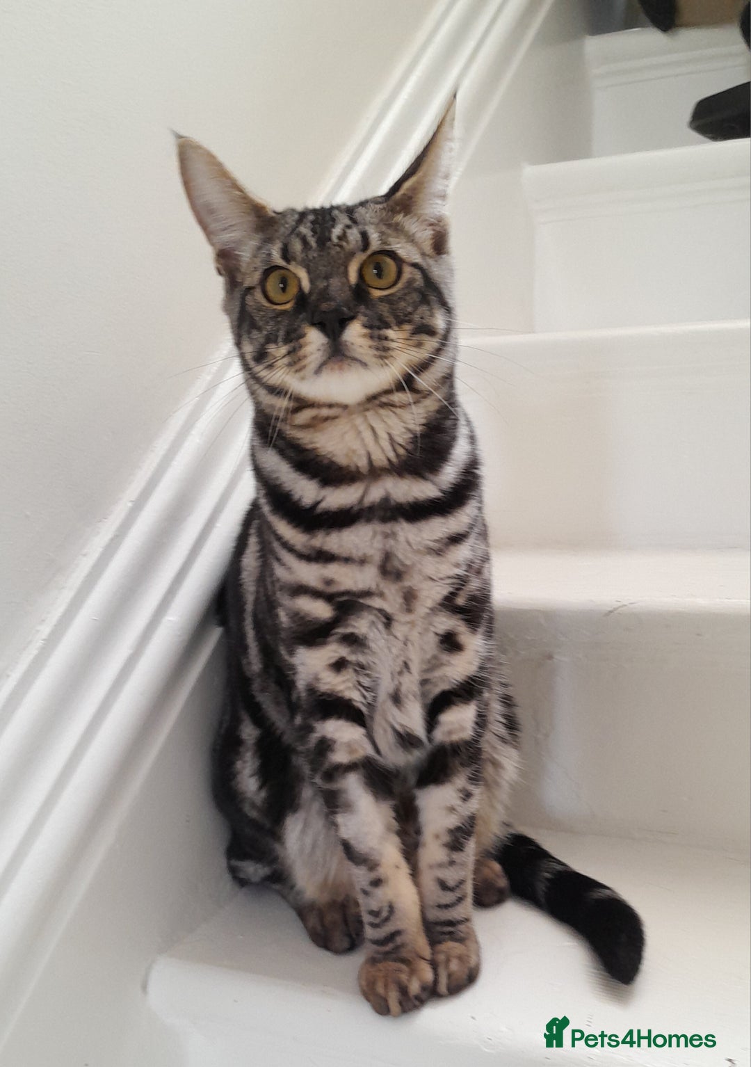 Savannah cats for sale: Full Pedigree & TICA Reg F5 Marble Savannah Kitten - Image 4
