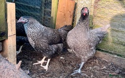 Chickens poultry for sale: Point of Lay Hybrids  - Image 2