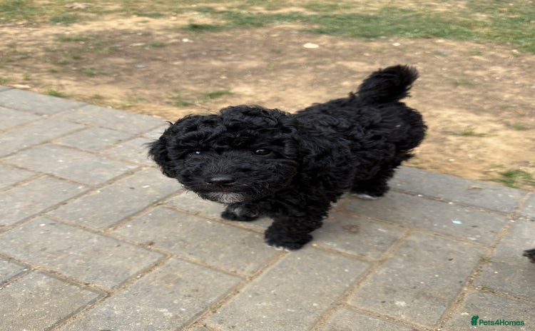 Mini Goldendoodle dogs - Advert 1