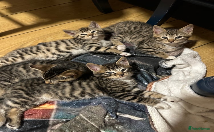 Bengal cats - Advert 1