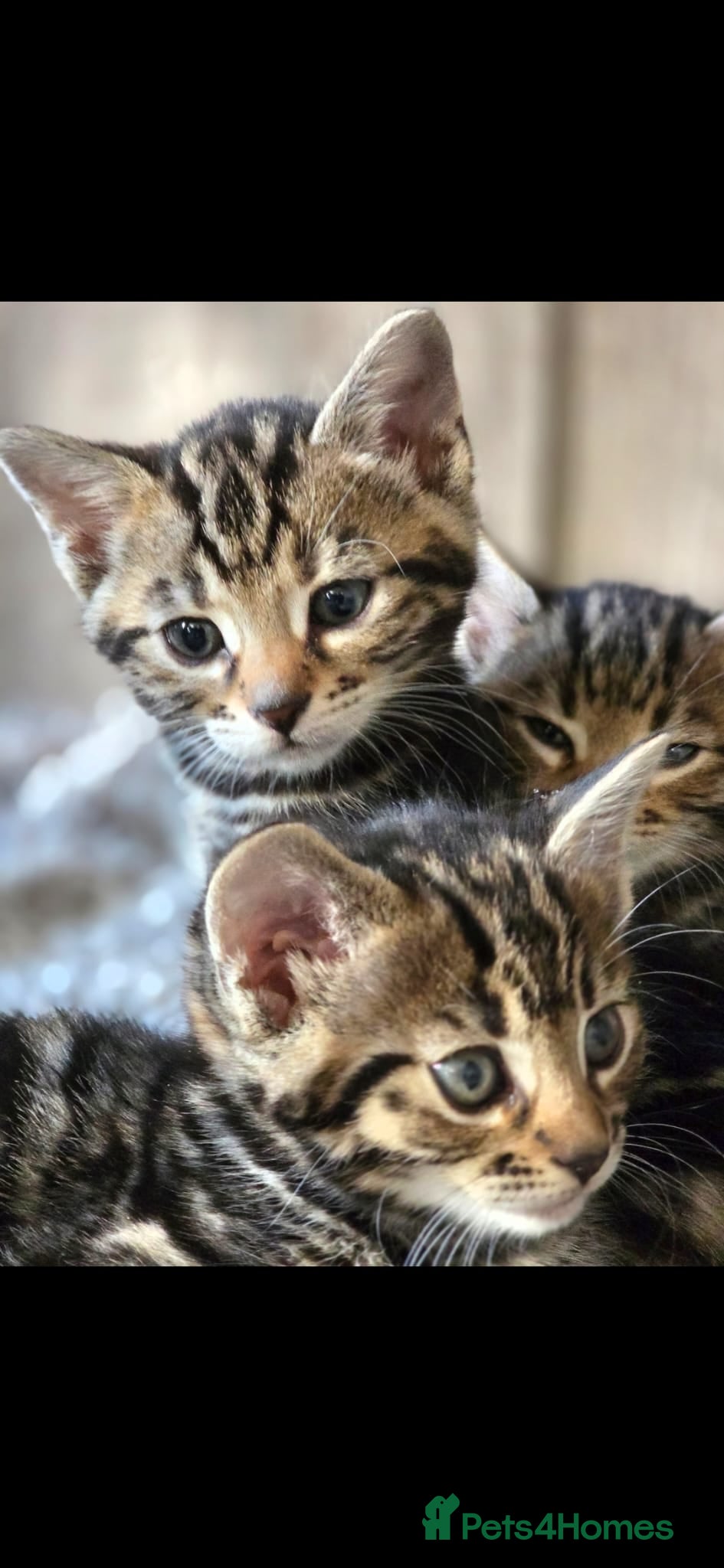 Bengal cats 6 half bengal kittens - Advert 8