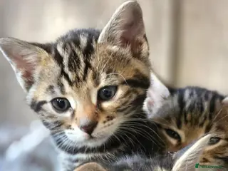 Bengal cats 6 half bengal kittens - Advert 1