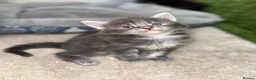 Maine Coon cats for sale: Beautiful Baby Maine Coon Kittens - Advert 9