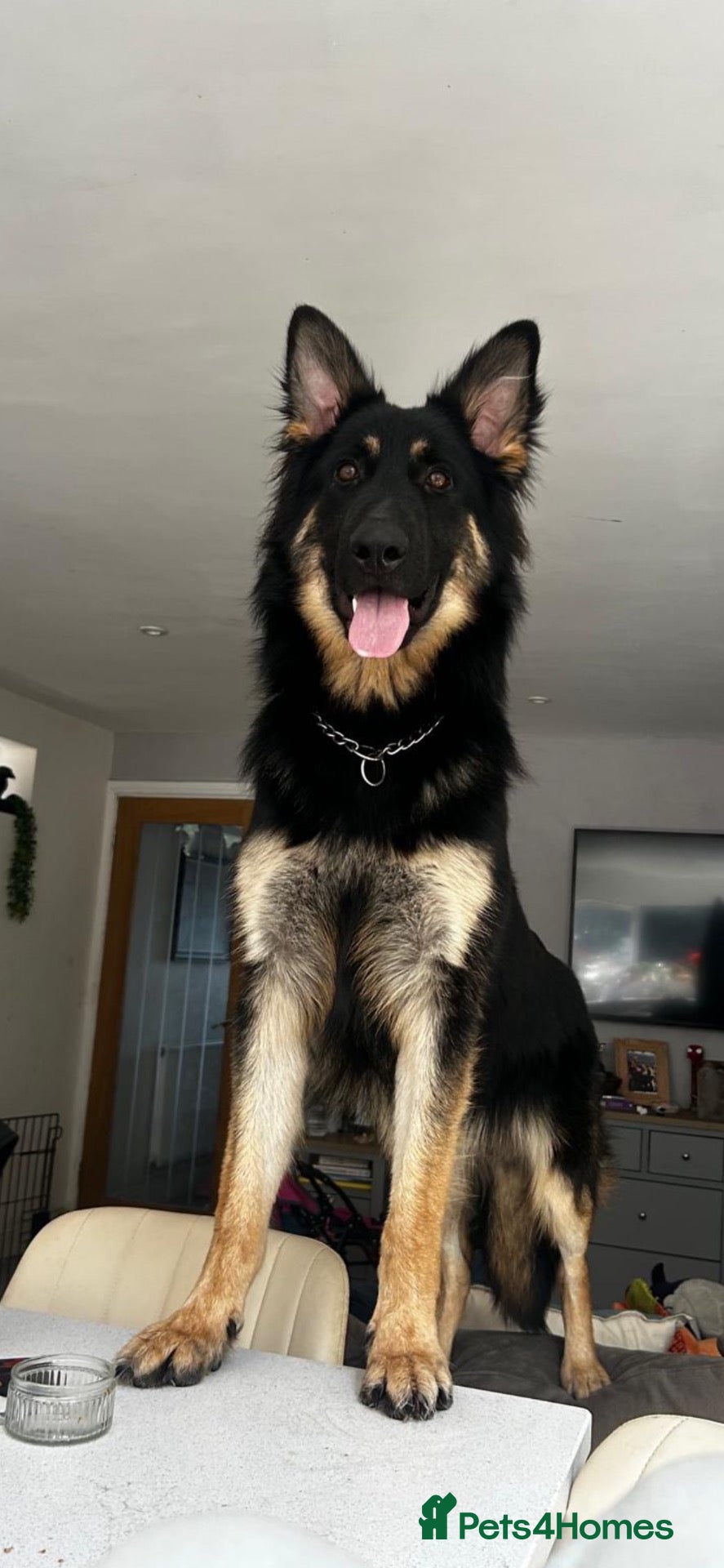German Shepherd dogs Stunning long haired German shepherd  - Advert 9