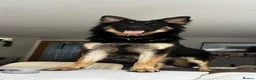 German Shepherd dogs for sale: Stunning long haired German shepherd  - Advert 1