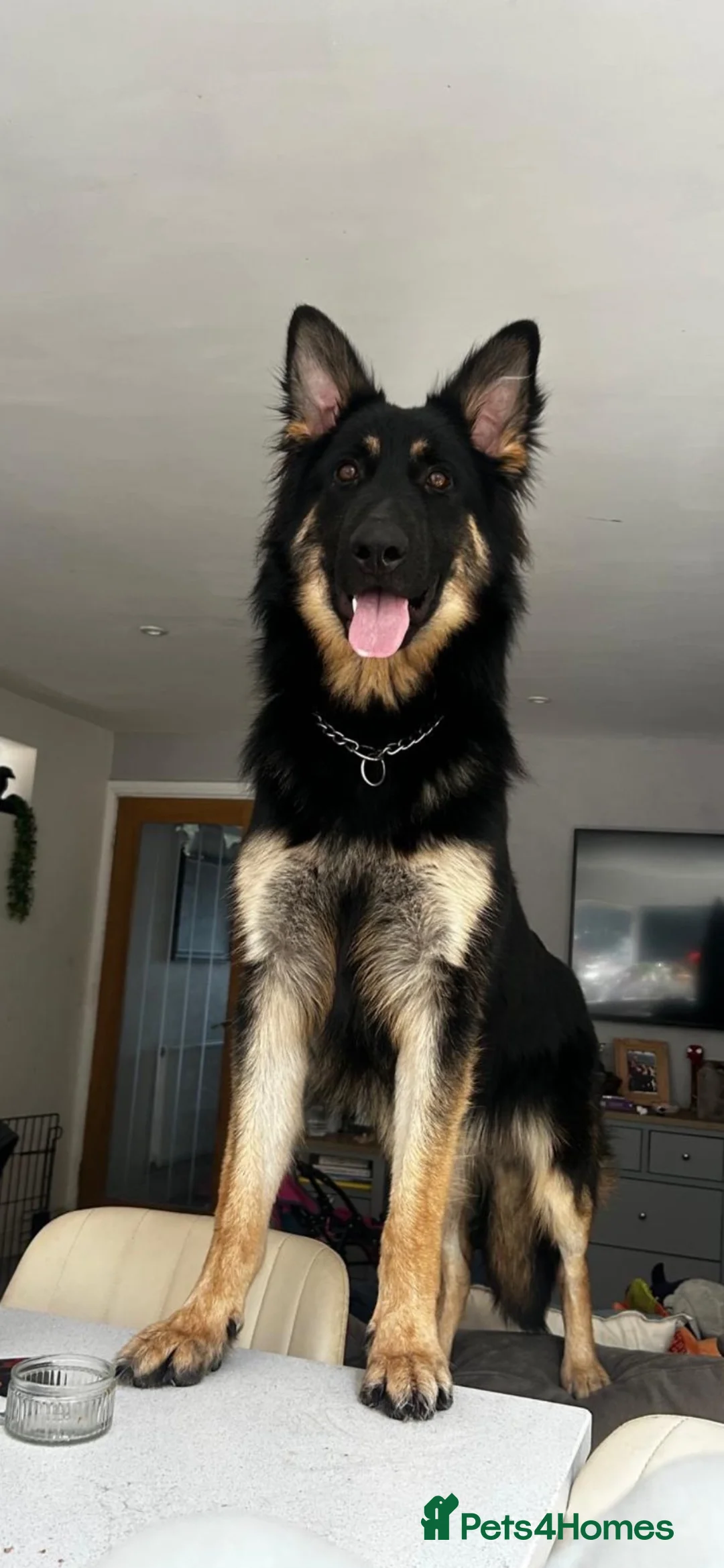 German Shepherd dogs for sale: Stunning long haired German shepherd  - Advert 1