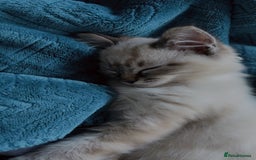 Ragdoll cats for sale: Male ragdoll kitten ASAP! - Image 4