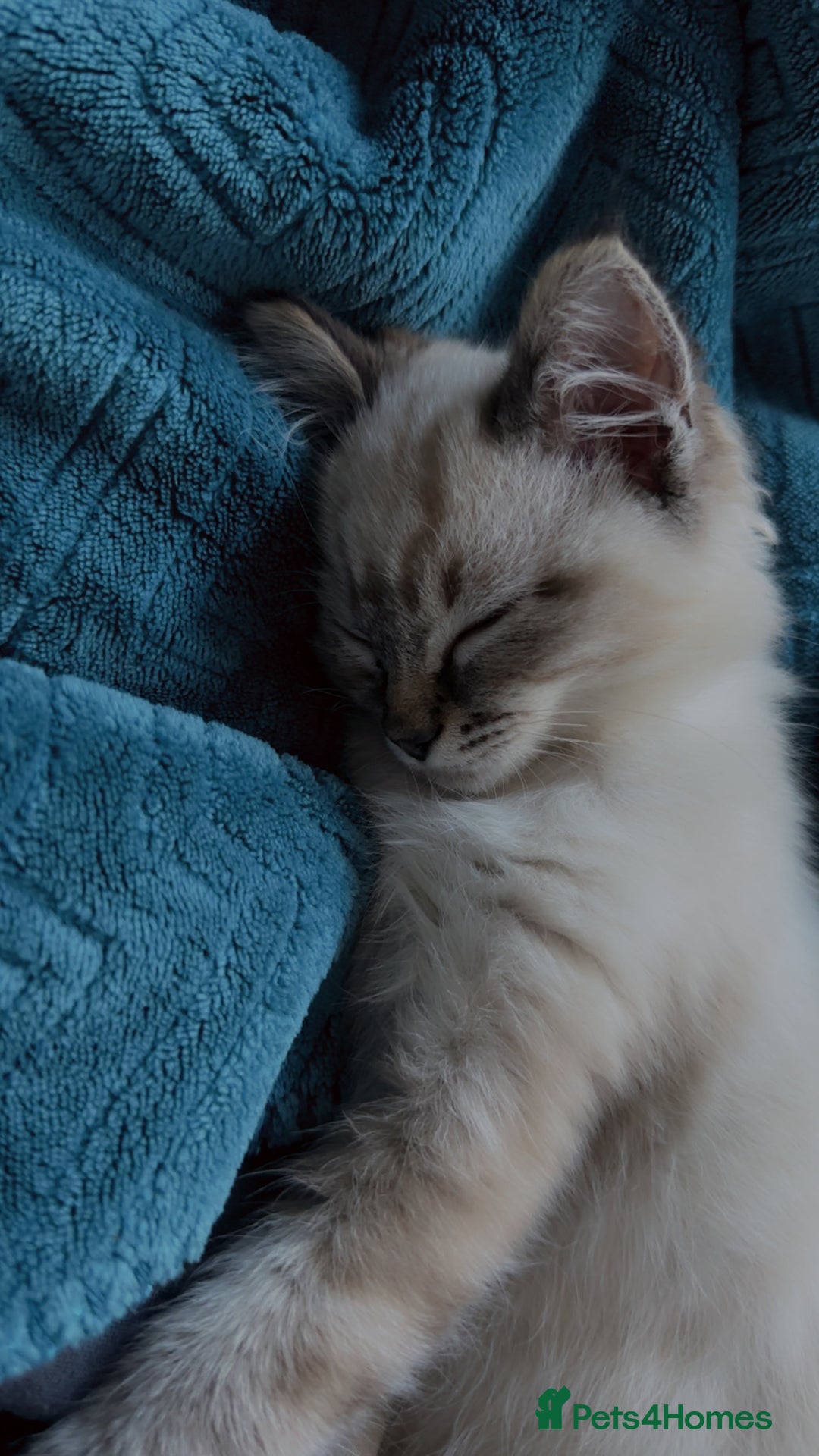 Ragdoll cats for sale: Male ragdoll kitten ASAP! - Image 4